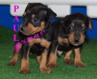 Cachorros de Mini pincher, precio extraordinario - mejor precio | unprecio.es