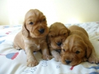 COCKER INGLES, BOXER, YORKSHIRE TERRIER, BICHON MALTES, CANICHE, DALMATA, BEAGLE, FOX TERRIER - mejor precio | unprecio.es