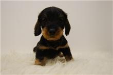 Disponible camada de teckel de pelo duro  , Cachorritos para entregarse