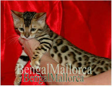 Gatitos bengali en mallorca excelente linea