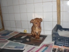 pancho,xteckel de 6 meses,adopcion - mejor precio | unprecio.es