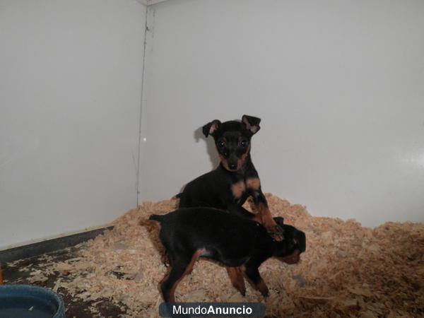 pincher mini cachorros en Madrid