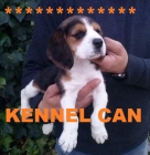 preciosos cachorros de beagle - mejor precio | unprecio.es