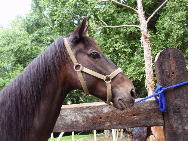 Vendo caballo troton negro