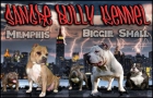 American Bully criadero Madrid - mejor precio | unprecio.es