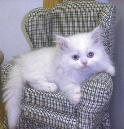 Blanco gatito persa para su aprobación