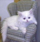 Blanco gatito persa para su aprobación - mejor precio | unprecio.es