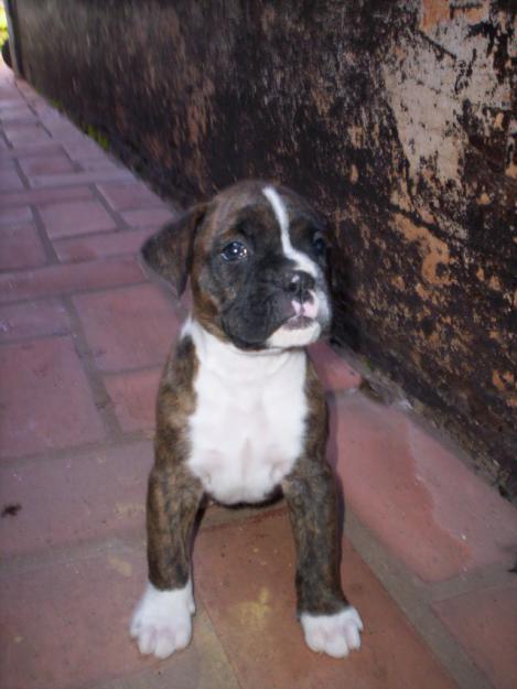 boxer cachorro