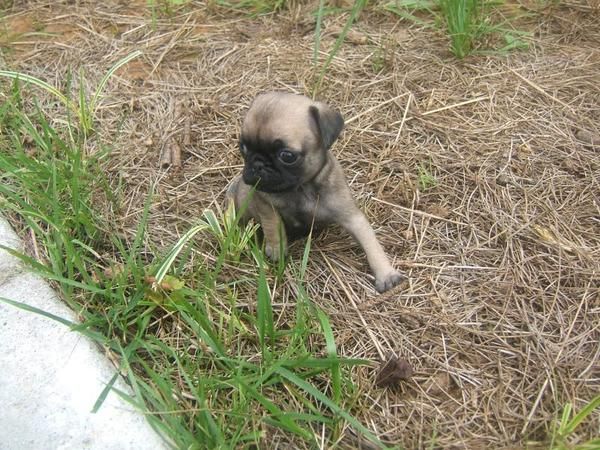 cachorros pug masculinos y femeninos para vender