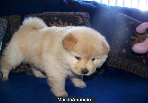 Chow Chow cachorros