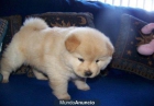 Chow Chow cachorros - mejor precio | unprecio.es