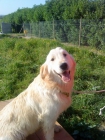 Excelente camada de Goldens retrevier pura raza 300€ - mejor precio | unprecio.es