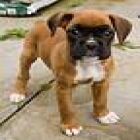 lindo boxer cachorro - mejor precio | unprecio.es