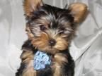 Navidad cachorro Yorkshire
