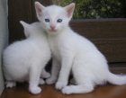 Regalo gatitos blancos - mejor precio | unprecio.es