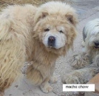 vendo chow chow adulto con pedigree de THOMBURU 400€ - mejor precio | unprecio.es