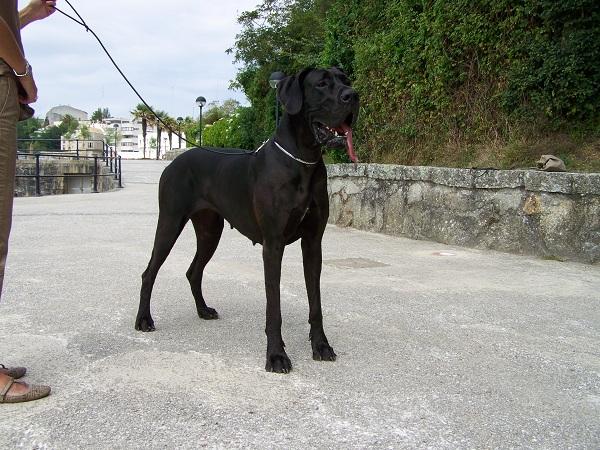 cachorros de dogo alemán