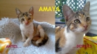 Amaya y Nova, gatitas de 5 meses. Arca Noe Cordoba‏ - mejor precio | unprecio.es