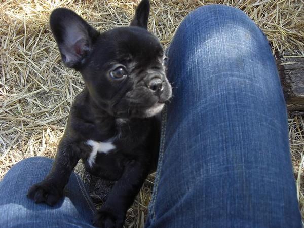 bulldog frances miniaturas a  480 e con pedigree