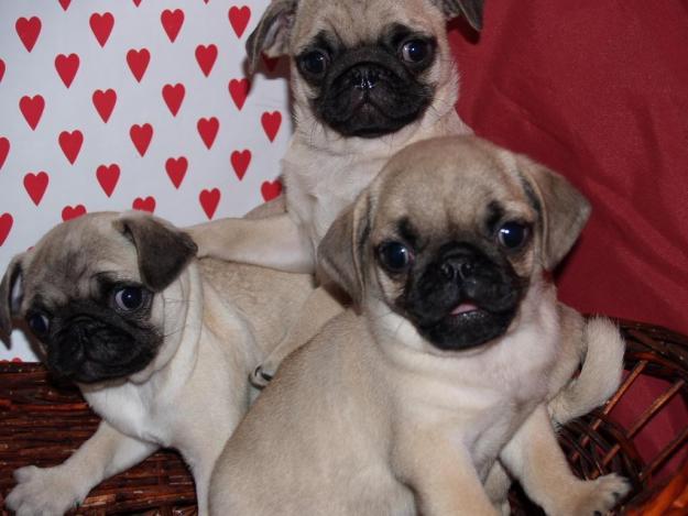 CARLINO O PUG, perros, cachorros