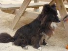 Chambao perrito tamaño pequeño, Almeria - mejor precio | unprecio.es