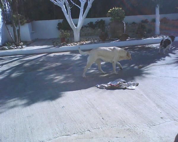 PASEADOR DE PERROS RESPONSABLE CARIÑOSO Y ESPAÑOL