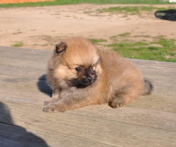 PRECIOSO CACHORRO DE POMERANIA CON 3 MESES