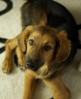 Regalamos precioso cachorro. Urge! - mejor precio | unprecio.es