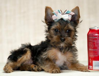 yorkie cachorros para su adopcion