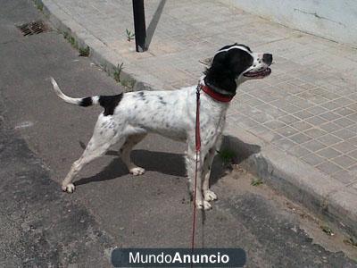 Abi cruce de setter de un añito