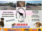 Adiestramiento canino Murcia - Escuela Canina - mejor precio | unprecio.es
