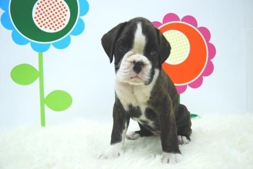 Boxer - Excelentes Camadas ( Canelas y Atigrados )