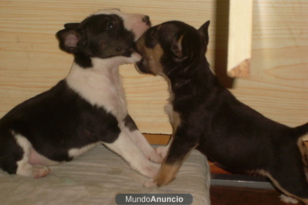 bull terrier miniatura