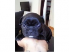 Bulldog frances pedrigree - mejor precio | unprecio.es