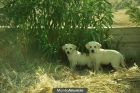 CACHORROS DE LABRADOR CAMADA COMPLETA - mejor precio | unprecio.es