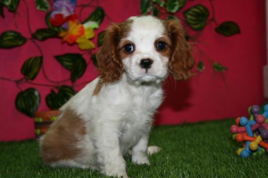 estupendos cachorritos de cavalier