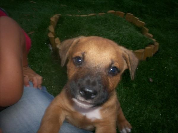 regalo cachorros, tenerife