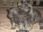 schnauzer mini sal y pimienta vendo - mejor precio | unprecio.es