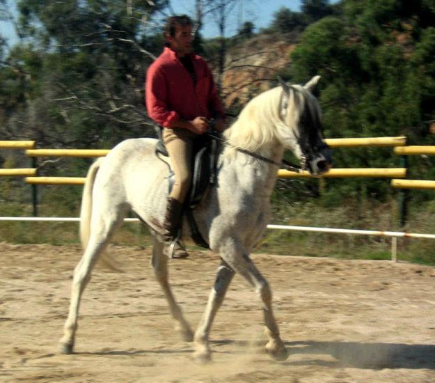 caballo doma clasica, vaquera y yegua muy campera