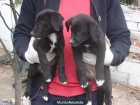 cachorros de dos meses en adopcion - mejor precio | unprecio.es