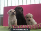 cachorros de labrador - mejor precio | unprecio.es