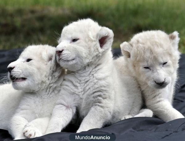 Cachorros de león A LA VENTA  - Cachorros de león A LA VENTA