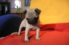 Camada de Carlino - mejor precio | unprecio.es