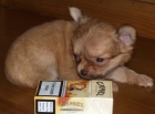 Chihuahua, preciosos cachorros - mejor precio | unprecio.es