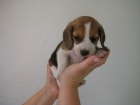 FOTO ACTUAL, DISPONIBLE PRECIOSA CAMADA DE BEAGLES TRICOLOR CON PEDIGREE 350€ - mejor precio | unprecio.es