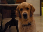 Golden retriever con buen pedigree busca novia - mejor precio | unprecio.es