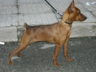 Pinscher miniatura - mejor precio | unprecio.es