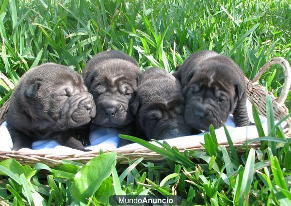 Preciosa camada se Shar Pei