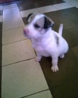 REGALO CACHORRITA TERRIER - mejor precio | unprecio.es