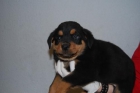 rotweiller calidad en nuestros cachorros - mejor precio | unprecio.es